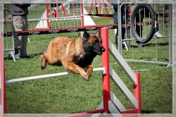 Berger Belge Agility